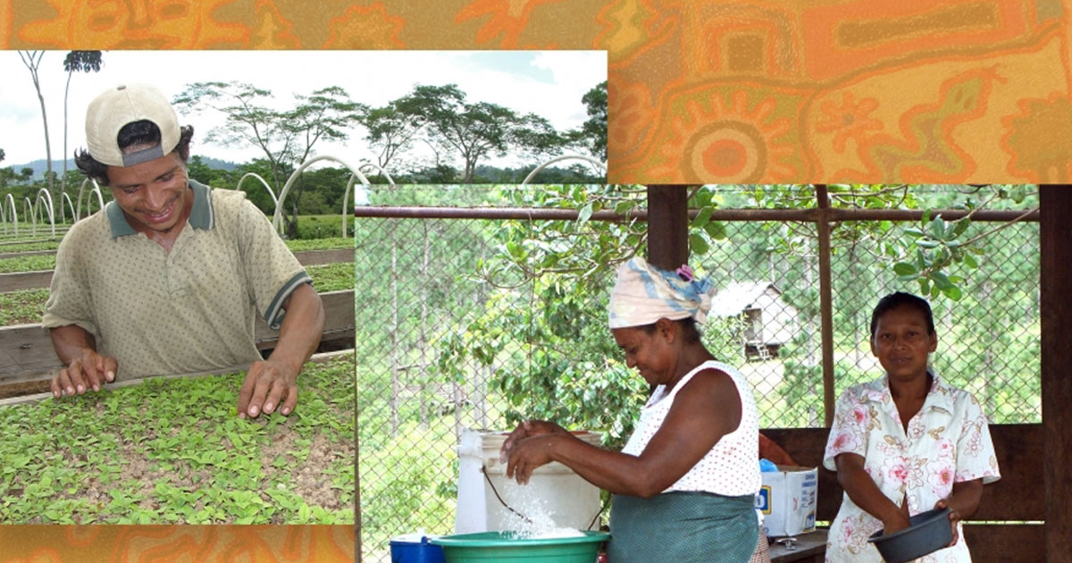 Resumen de políticas: Programa de preparación del FVC y pueblos indígenas en América Latina