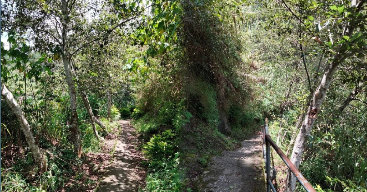 Alnus Trees Planted as Part of PITO’s Reforestation Efforts in Sagada